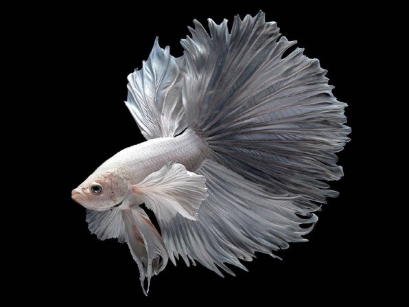 Рыбка петушок белого окраса