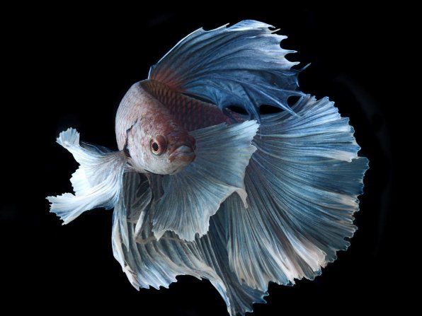 Рыбка петушок фото