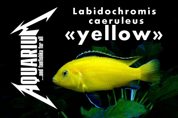Лабидохромис еллоу