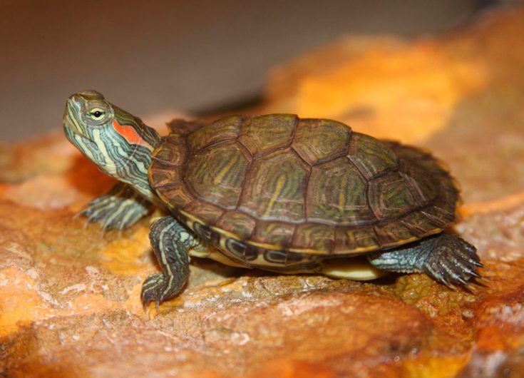 Уход за красноухой черепахой
