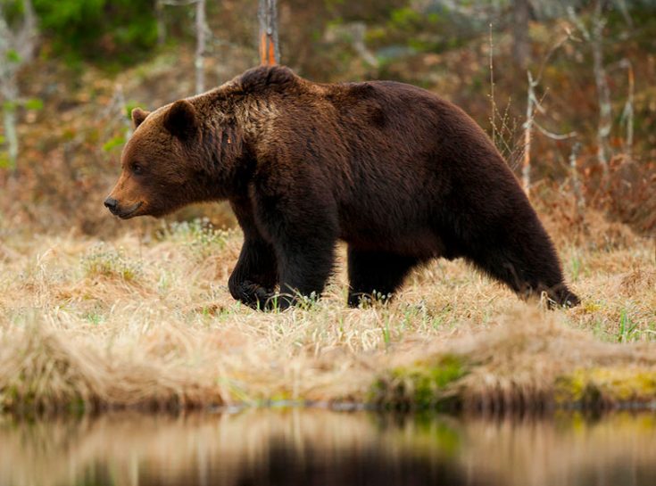 Образ жизни бурого медведя