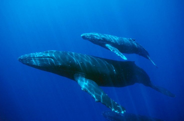 Чем питается синий кит