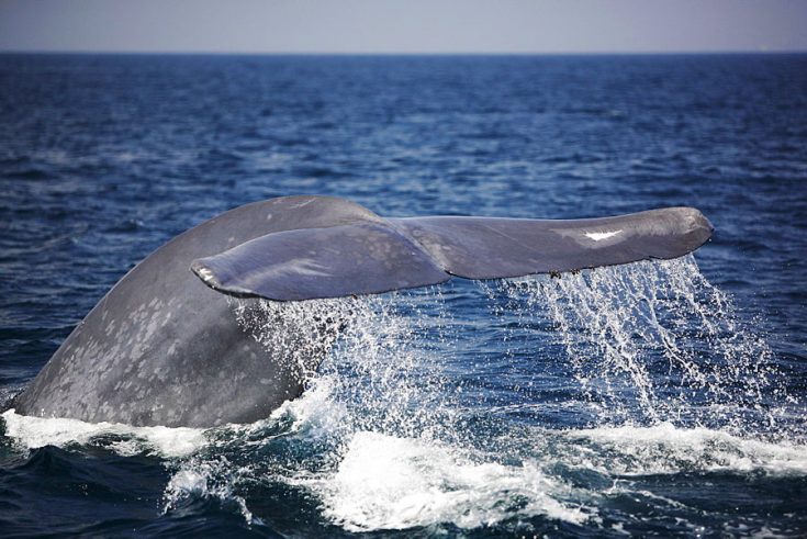 Чем питается синий кит
