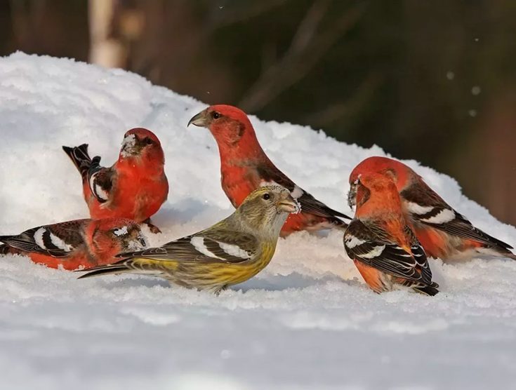 Внешний вид