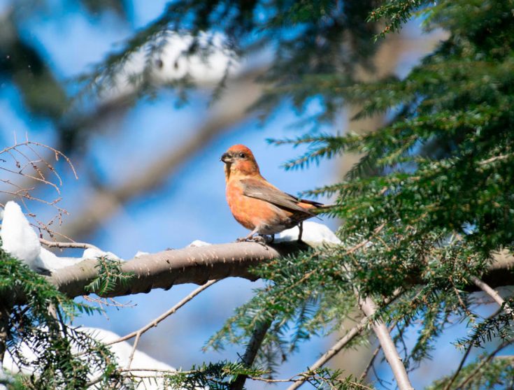 Внешний вид