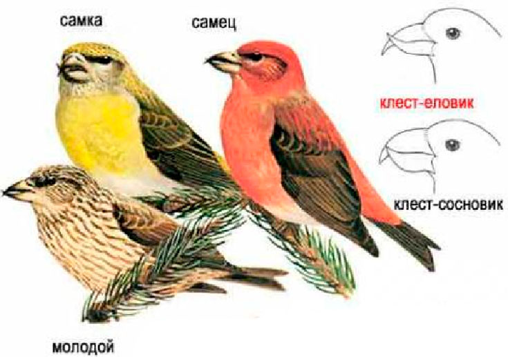 Внешний вид