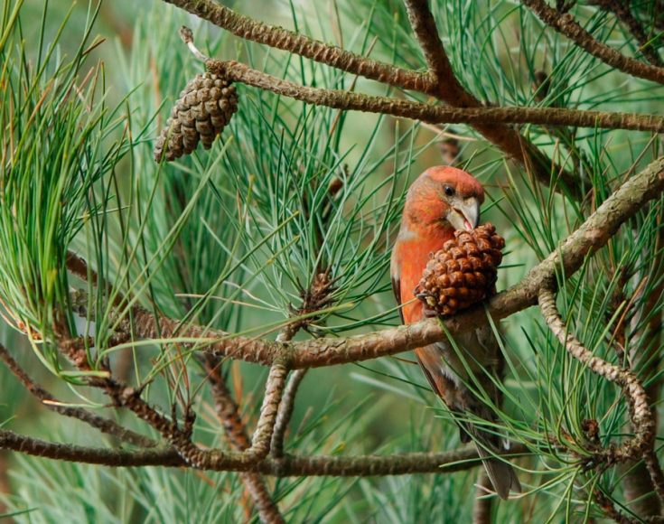 Внешний вид