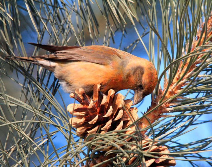 Внешний вид