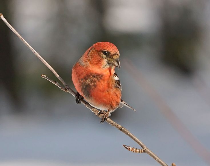 Внешний вид