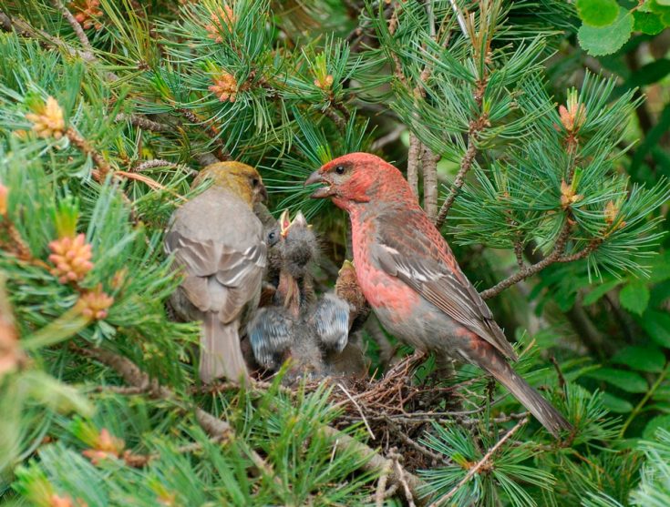 Внешний вид