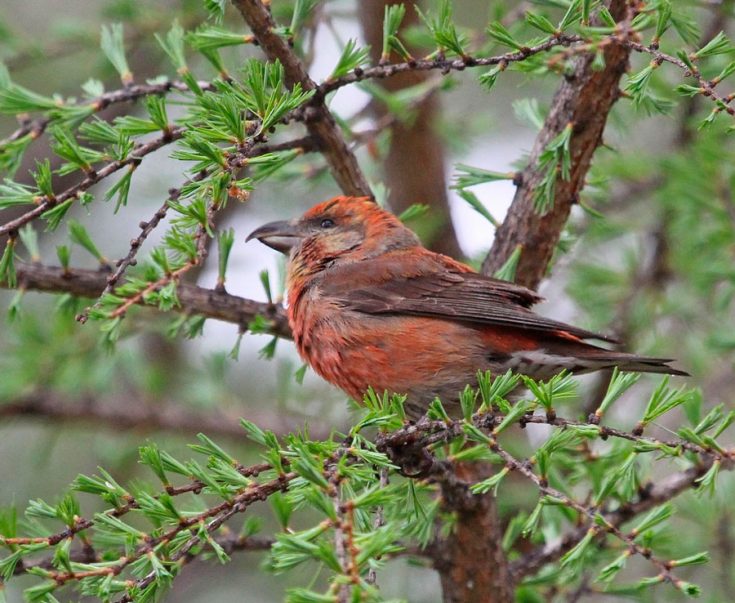 Внешний вид