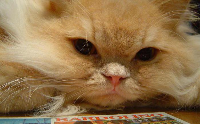 характер персидских кошек