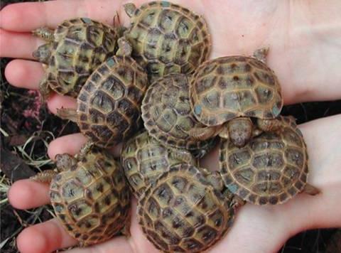 как определить возраст черепахи сухопутной