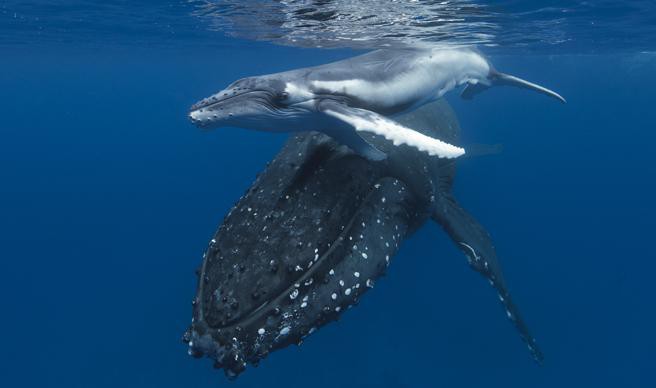 кит животное
