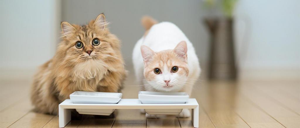 Mealfeel: корм для кошек
