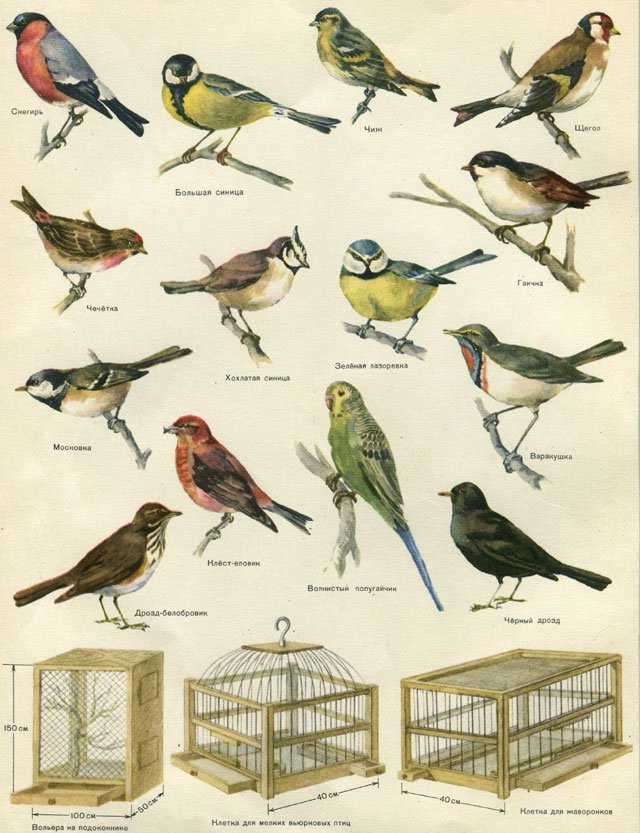 Птицы семейства воробьиных средней полосы фото с названиями