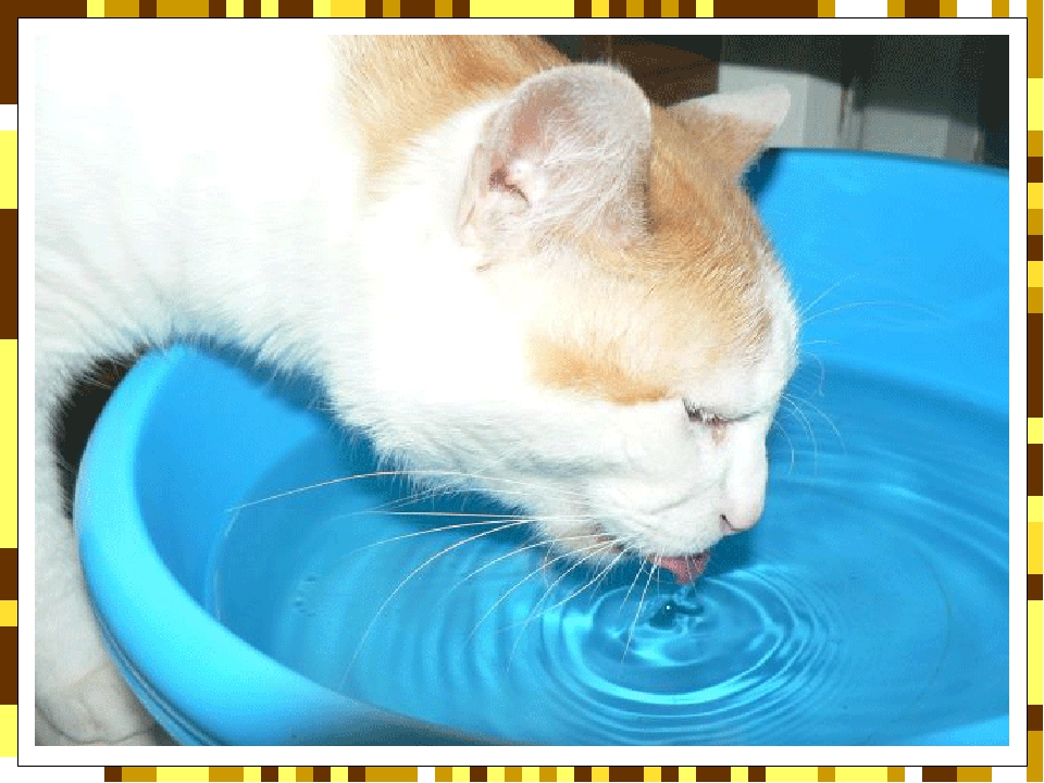 Кошка пьет воду причины. Котик в тазике с водой. Кот в тазу с водой. Кот пьет воду. Кот умывается.
