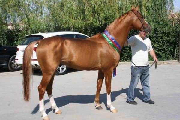 Карабахская лошадь 