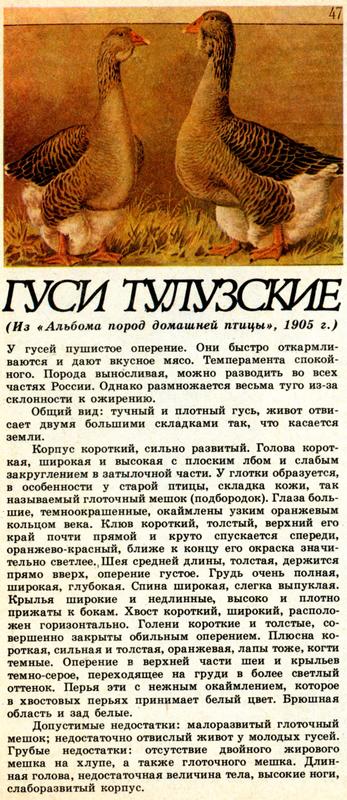 Как можно назвать гуся девочку. Тулузские гуси характеристика породы. Характеристика гусей. Породы гусей с фотографиями и названиями и описанием пород.