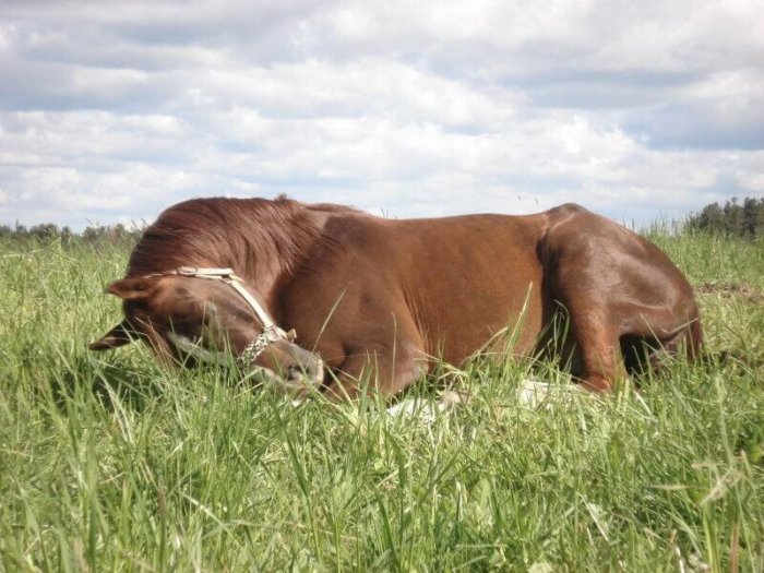 Спящая лошадь