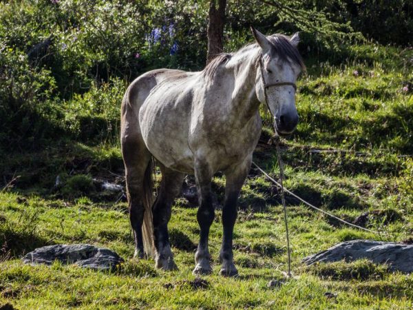 Алтайская лошадь