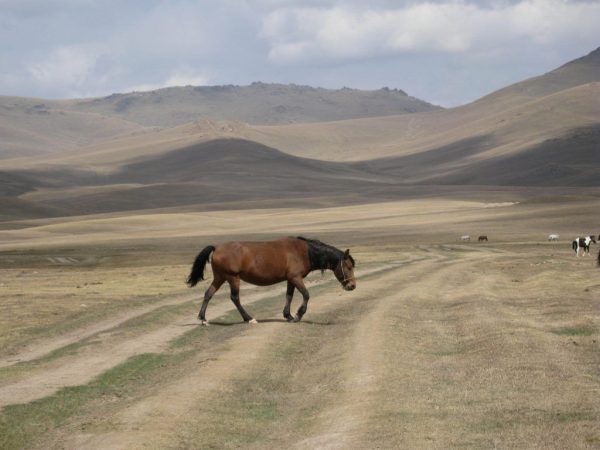 Киргизская лошадь