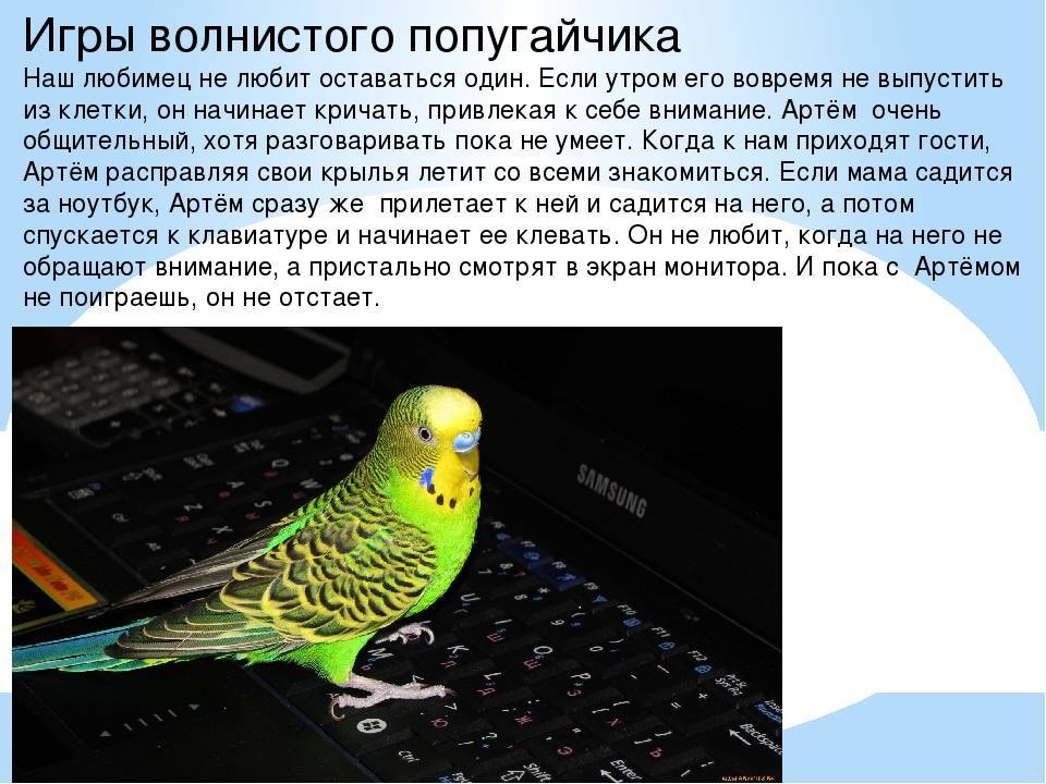Текст описание про попугая. Информация о попугаях. Волнистый попугай. Рассказ о волнистом попугае. Интересные факты о волнистых попугаях.