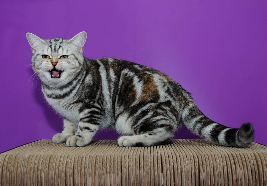 Породы кошек окрас табби. Британский мраморный табби. Табби (тэбби) мраморный. Британка табби мраморный. Британская кошка табби мрамор.