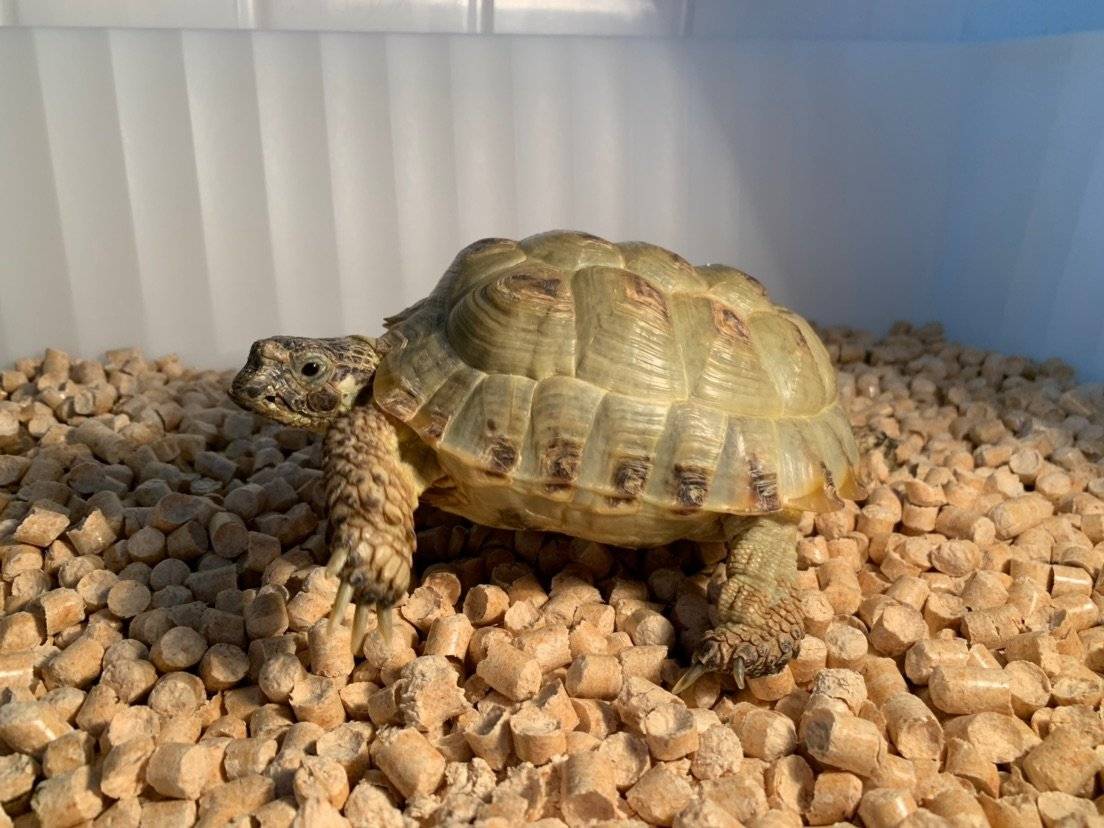 Сколько живут черепахи в домашних условиях сухопутные