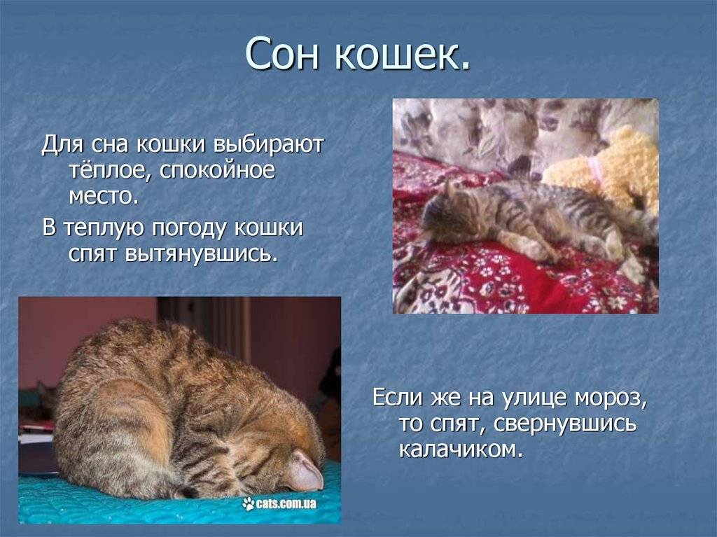 Почему кошка много. Сколько спят коты. Кошки спят в сутки. Здоровый сон с котом. Сколько спит кот в сутки.