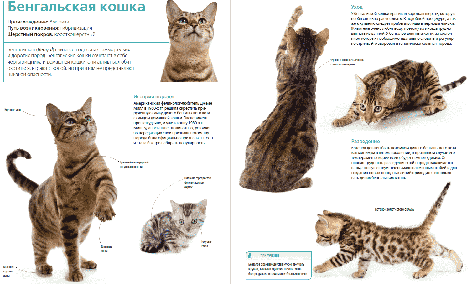 Породы кошек количество. Бенгальская кошка стандарты породы. Бенгальские коты вес по месяцам. Бенгальская кошка описание породы и характера. Кошка породы бенгал характеристика.