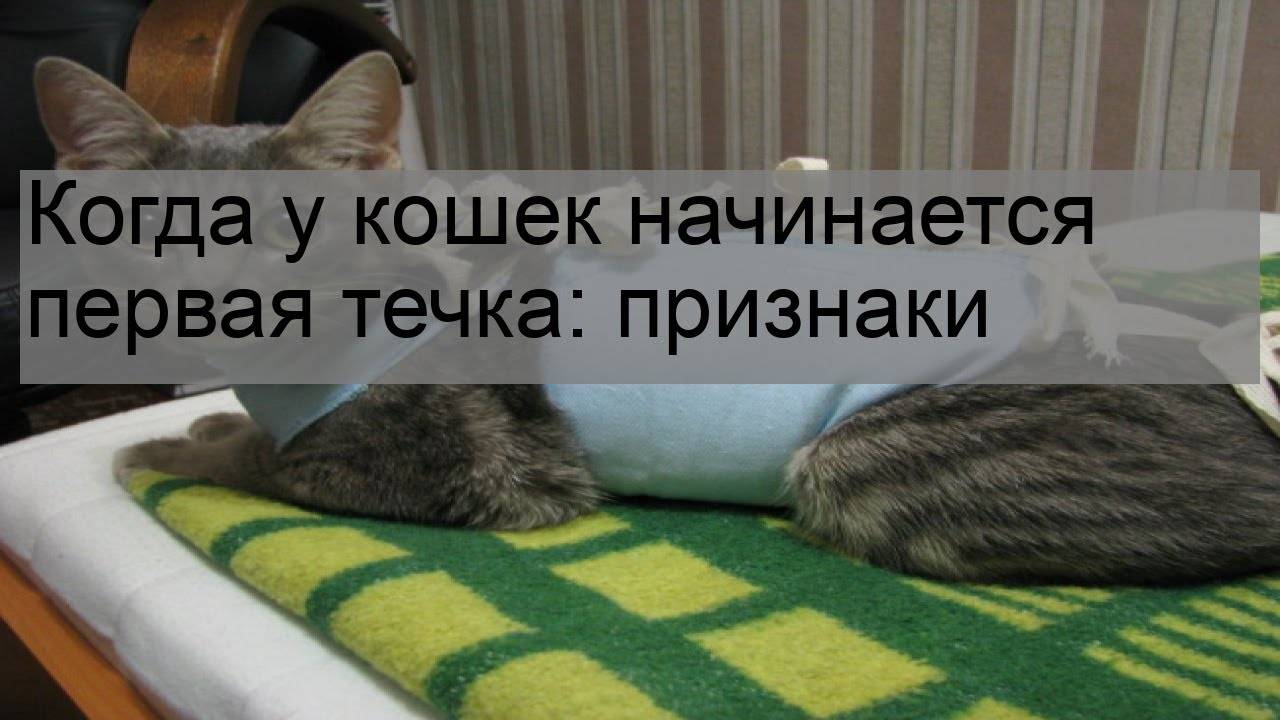 Как часто у кошки течка. Когда у кошки начинается. Когда у кошечек первая течка. Сколько длится течка у кошки.