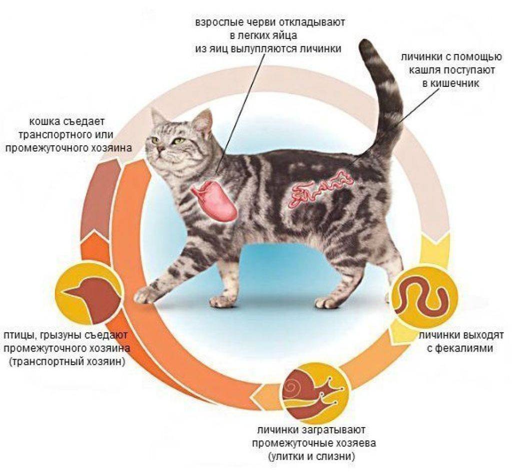 Презентация болезни кошек