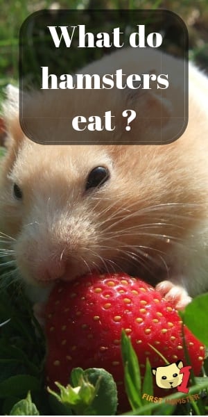 hamster food 2