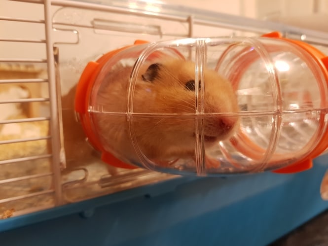 hamster cost