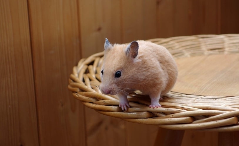 why hamsters jump (2)