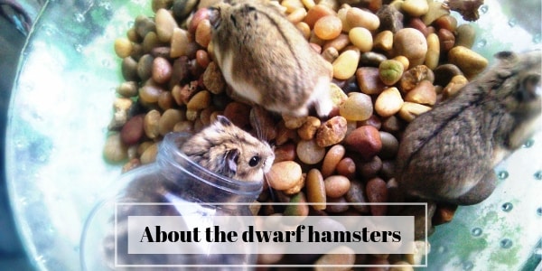 about dwarf hamsters (1)