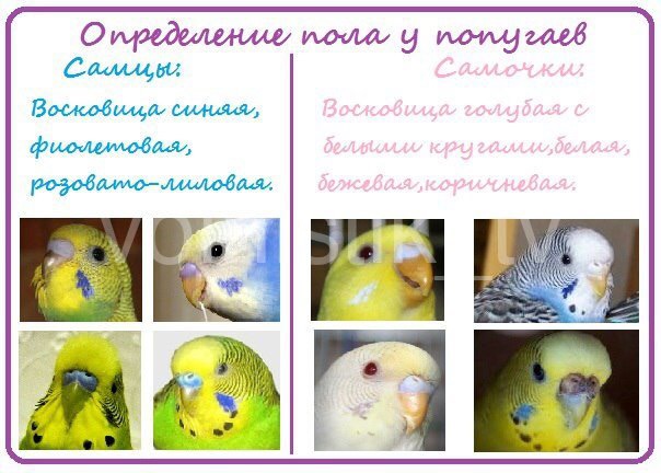 Как отличить попугая мальчика от девочки волнистого фото