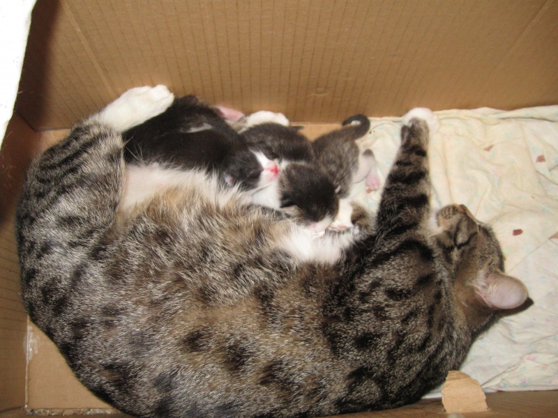 Сколько длится беременность у кошки в месяцах. Период беременности у кошек. Срок беременности у кошек. Беременность у кошек Продолжительность.