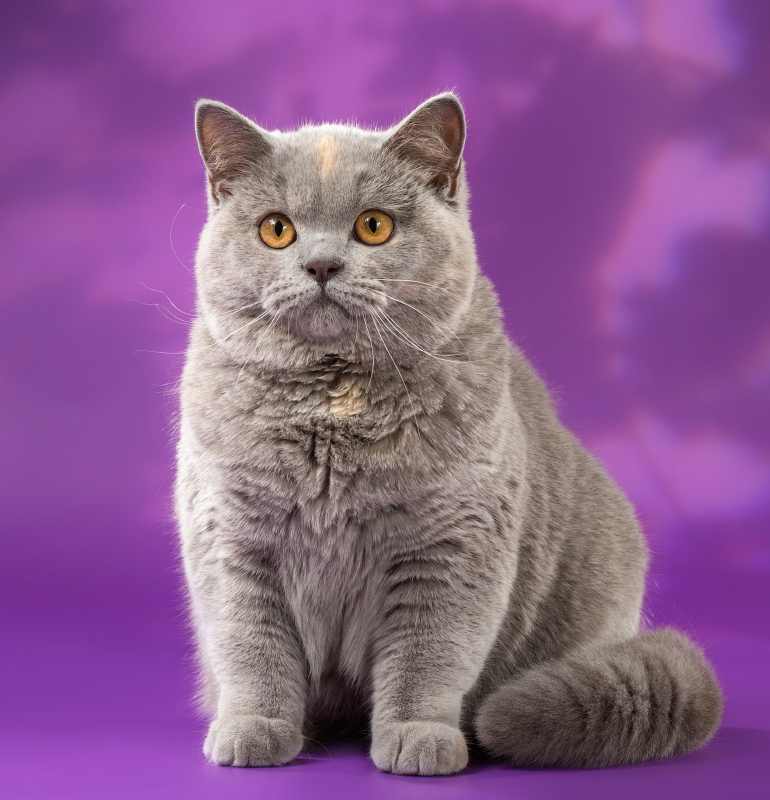 Кличка британца. Британская короткошёрстная кошка. Сибирская+ Британская кошка. Британская кошка девочка. Фиолетовый британец.