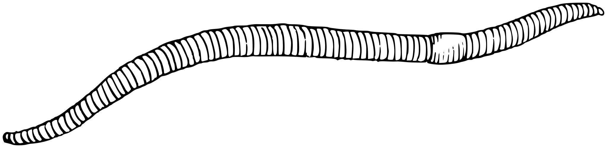 Дождевой червь рисунок. Дождевой червь раскраска. Червяк раскраска. Червь раскраска.