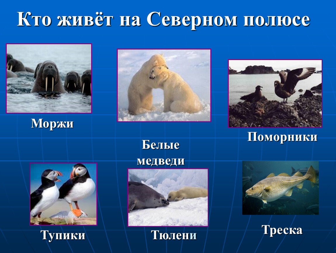 Какие животные в арктической. Кто живет на Северном полюсе. Животные живущие на Северном полюсе. Обитатели Южного полюса. Обитатели Антарктиды для детей.