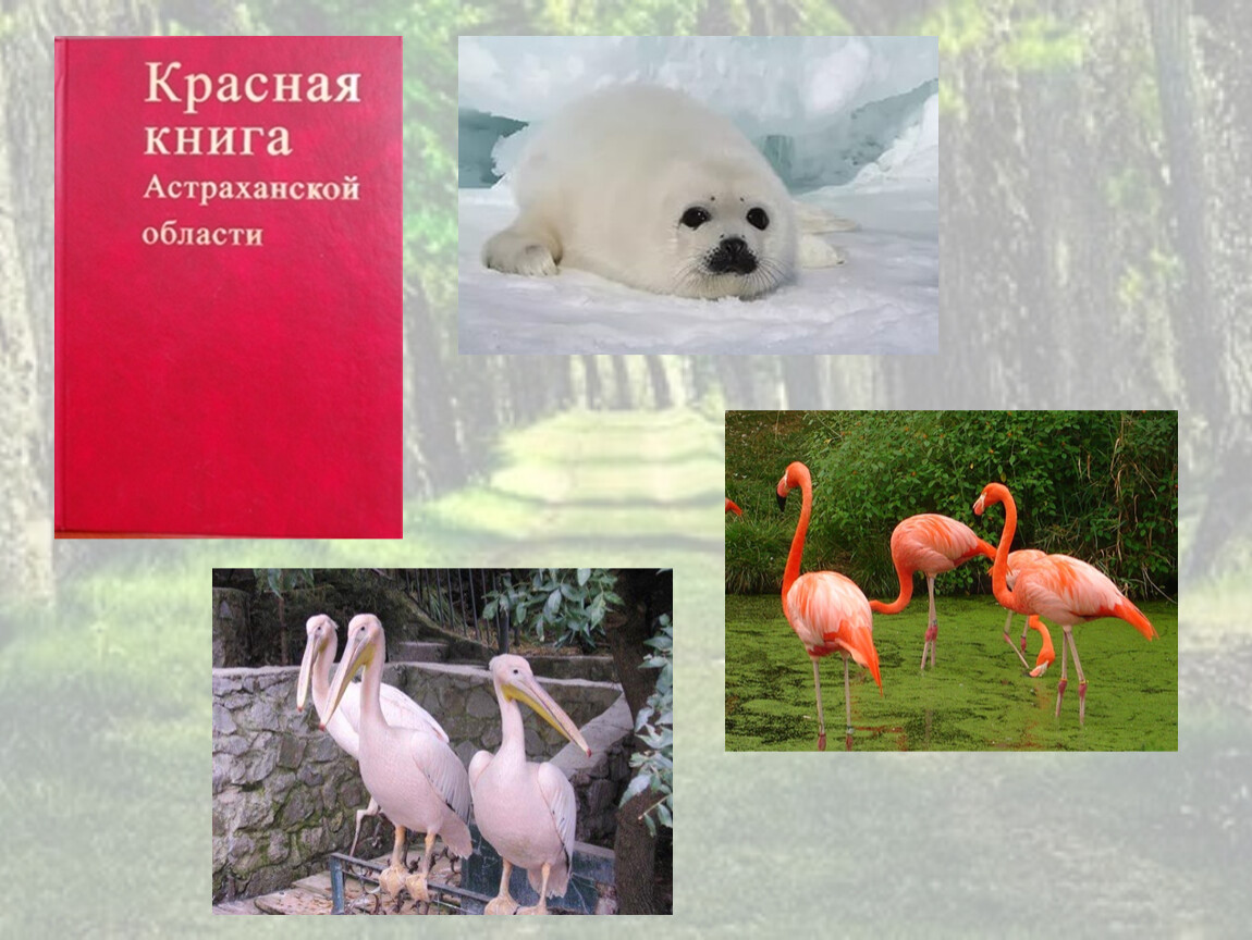 Белгородской области животные фото и описание