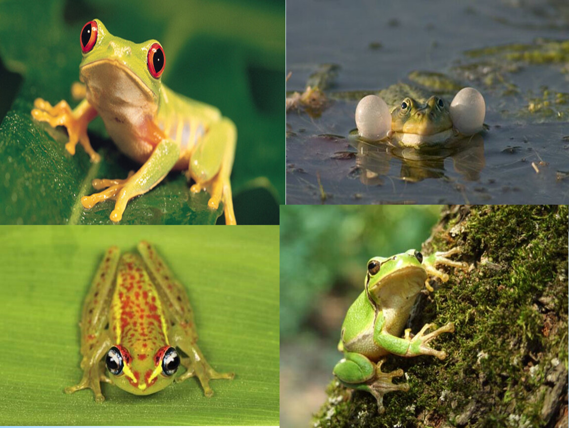 Лягушки окружающие мир. Жаба и лягушка. Сходство лягушек. Квакша жаба и лягушка отличия. Тема по биологии лягушки.