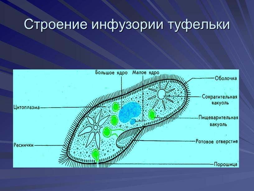 Как нарисовать хрустальную туфельку