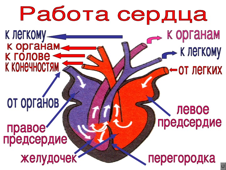 У земноводных сердце трехкамерное с неполной перегородкой. Пресмыкающиеся строение сердца. Сердце крокодила строение.