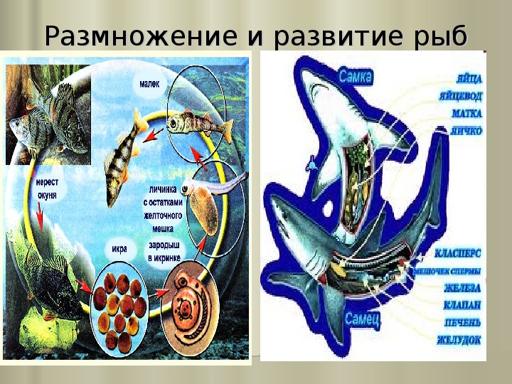 Размножение и развитие рыб птиц земноводных 3