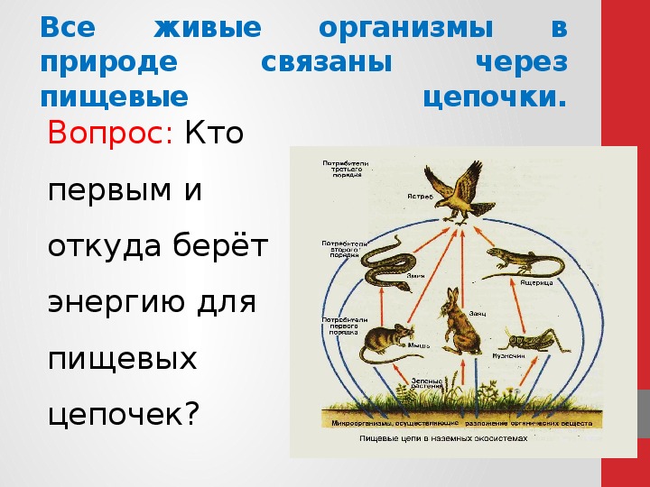 Дрозд цепь питания