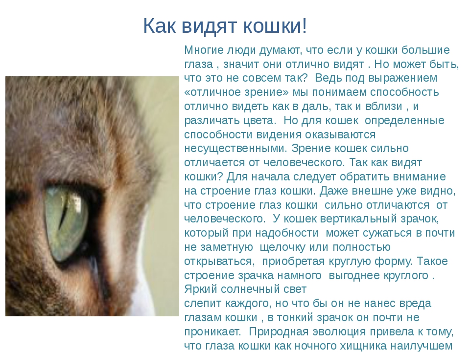 Что значит видно будет. Как видят кошки. Зрение кошек. Зрение глазами кошки. Особенности зрения кошек.