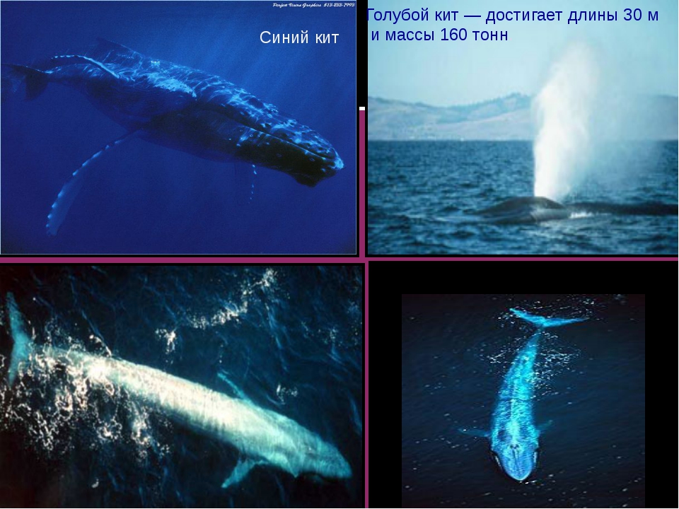 Сколько кит размер. Синий кит вес. Синий кит длина. Самый большой кит в истории. Синий кит длина и вес.